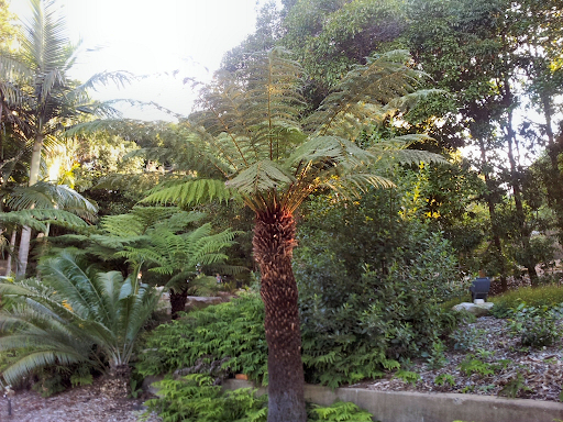 palm tree