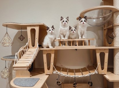 Ragdoll cat breeders