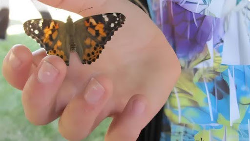 Butterflies for Funeral
